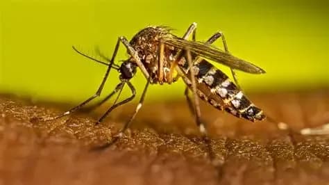 MOSQUITO DA DENGUE